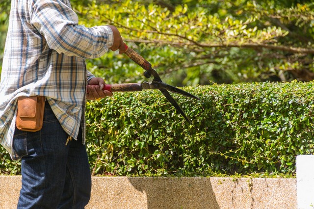 Garden Maintenance Falconwood, Welling, DA16